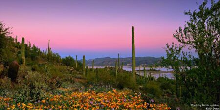 Peoria, AZ Insurance